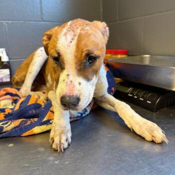 TUSC-Stray-84670 -  Terrier and Mixed Breed Dog for Adoption in Tuscaloosa, Alabama - TUSC-Stray-84670 | PetCurious
