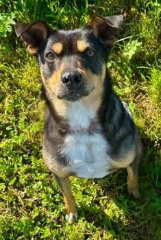 Dante -  Pit Bull Terrier and Doberman Pinscher Dog for Adoption in Visalia, California - Dante | PetCurious