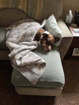 Rescue Doberman Pinscher Dogs for Adoption in Littleton, Colorado - Twiggy | PetCurious