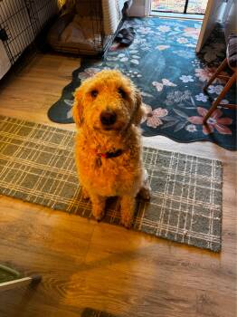 Nala -  Goldendoodle Dog for Adoption in Puyallup, Washington - Nala | PetCurious