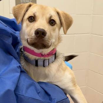 Husky and Golden Retriever Dogs Available for Adoption in Auburn, Alabama - Winnie | PetCurious