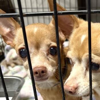 Chihuahua Dogs Available for Adoption - Macy | PetCurious