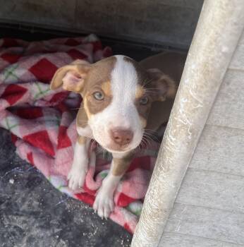 Rat Terrier Dogs Available for Adoption - Briar | PetCurious