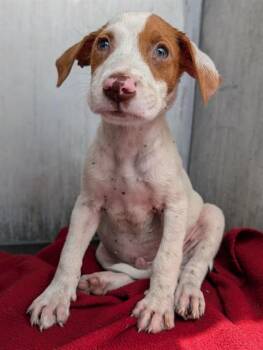 RICK -  Plott Hound Dog for Adoption in San Antonio, Texas - RICK | PetCurious