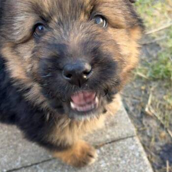 Shepherd and Mixed Breed Dogs Available for Adoption - Regalo | PetCurious