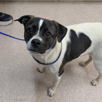 Mixed Breed Dogs Available for Adoption in Ardmore, Oklahoma - Squirt | PetCurious