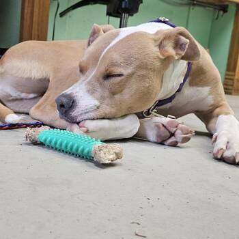 Beautiful Boy -  Mixed Breed Dog for Adoption in Austin, Texas - Beautiful Boy | PetCurious