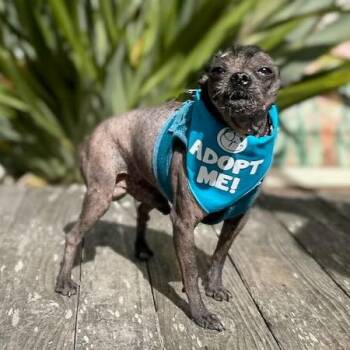 Gremi -  Chinese Crested Dog Dog for Adoption in Pacific Grove, California - Gremi | PetCurious