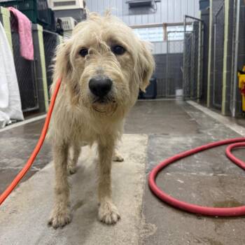 Eddie -  Standard Poodle and Mixed Breed Dog for Adoption in Corbin, Kentucky - Eddie | PetCurious