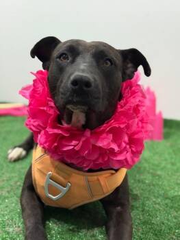 Pit Bull Terrier and Labrador Retriever Dogs Available for Adoption - Cora | PetCurious