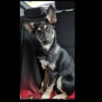 Rescue Husky and Shepherd Dogs for Adoption in Richmond, Texas - GNOCCHI | PetCurious