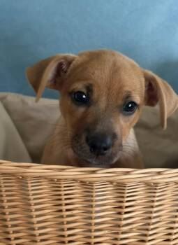 Flora -  Labrador Retriever Dog for Adoption in Hillsdale, New York - Flora | PetCurious