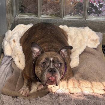 Nova -  Mixed Breed Dog for Adoption in Pittsburgh, Pennsylvania - Nova | PetCurious