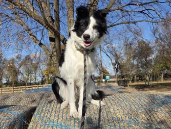 Rescue Border Collie Dogs for Adoption in Chestertown, Maryland - Rose | PetCurious