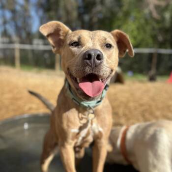 Mixed Breed Dogs Available for Adoption - Strawberry | PetCurious