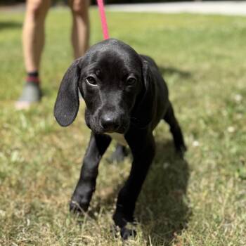 Labrador Retriever and Hound Dogs Available for Adoption in Locust Fork, Alabama - SPARKLER | PetCurious