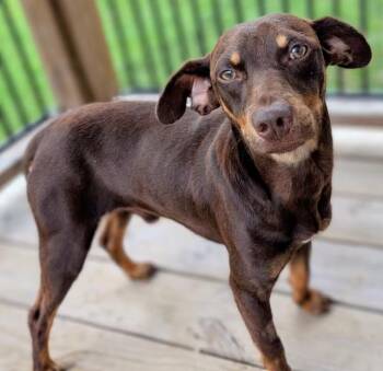 Wesson in TX -  Miniature Pinscher Dog for Adoption in Cranston, Rhode Island - Wesson In TX | PetCurious