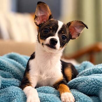 Walter -  Chihuahua Dog for Adoption in Humble, Texas - Walter | PetCurious