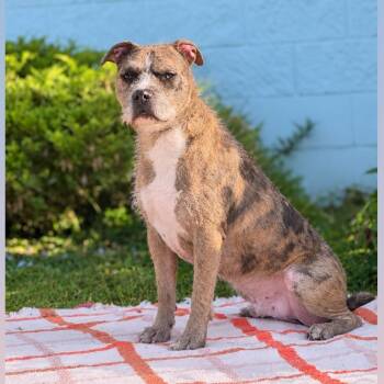 Smoosh -  Pit Bull Terrier Dog for Adoption in Syosset, New York - Smoosh | PetCurious