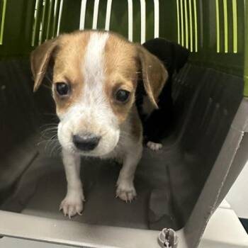 Bill -  Labrador Retriever and Mixed Breed Dog for Adoption in Clearwater, Florida - Bill | PetCurious