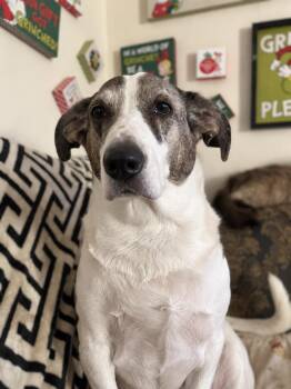 Bobo -  Basset Hound and Australian Shepherd Dog for Adoption in Tulsa, Oklahoma - Bobo | PetCurious