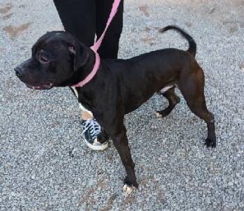Blake -  Pit Bull Terrier Dog for Adoption in Philippi, West Virginia - Blake | PetCurious