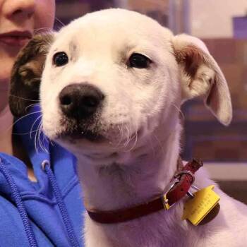 Mixed Breed Dogs Available for Adoption in Port Washington, New York - Candy | PetCurious
