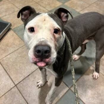 Rescue Pit Bull Terrier Dogs for Adoption in Chattanooga, Tennessee - Napoleon | PetCurious