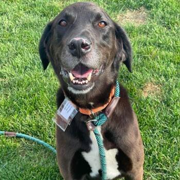 Jethro -  Chocolate Labrador Retriever Dog for Adoption in Plainfield, Illinois - Jethro | PetCurious