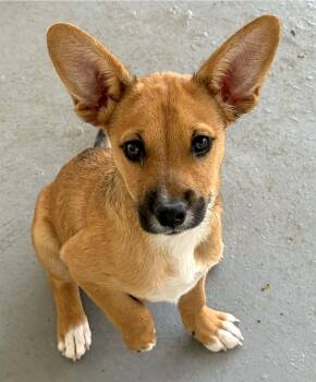 Pomeranian and Chihuahua Dogs Available for Adoption in Isabela, Isabela - Tails | PetCurious