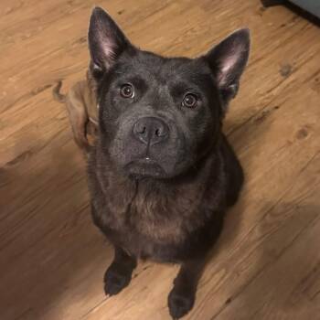 Chow Chow and Mixed Breed Dogs Available for Adoption in Fredericksburg, Virginia - Iris | PetCurious