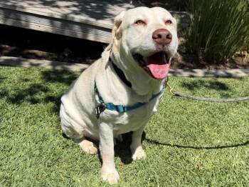 Labrador Retriever Dogs Available for Adoption - Ford | PetCurious