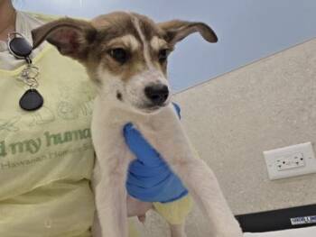 Terrier and Mixed Breed Dogs Available for Adoption - Damon | PetCurious