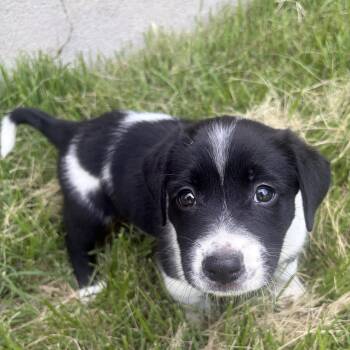 Beau -  English Springer Spaniel and Flat Coated Retriever Dog for Adoption - Beau | PetCurious