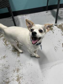 Jack Russell Terrier and Chihuahua Dogs Available for Adoption in Chattanooga, Tennessee - Roscoe | PetCurious