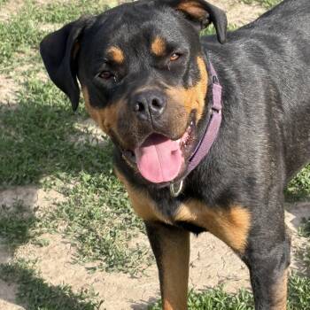 Ruby -  Rottweiler Dog for Adoption in Eaton Rapids, Michigan - Ruby | PetCurious