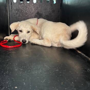 Harry -  Great Pyrenees and Mixed Breed Dog for Adoption in Montgomery, Alabama - Harry | PetCurious