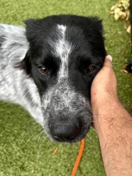 Lord Fauntelroy -  Mixed Breed Dog for Adoption in Wichita, Kansas - Lord Fauntelroy | PetCurious