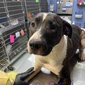 Nancy -  Mixed Breed Dog for Adoption in Marble, North Carolina - Nancy | PetCurious