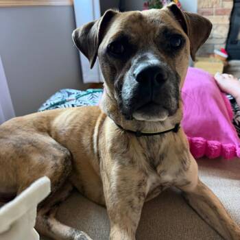 Boxer and Rat Terrier Dogs Available for Adoption in Minnetonka, Minnesota - Theo D69310 | PetCurious