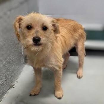 Scout -  Terrier and Mixed Breed Dog for Adoption in Griswold, Connecticut - Scout | PetCurious