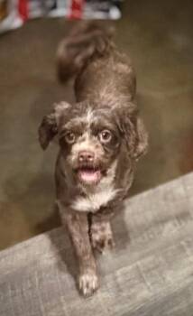 Bess -  Cockapoo and Poodle Dog for Adoption in Syracuse, New York - Bess | PetCurious