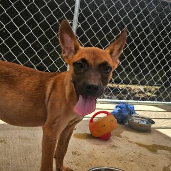 Indigo -  Mixed Breed Dog for Adoption in Huntsville, Alabama - Indigo | PetCurious