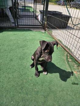 American Bulldog Dogs Available for Adoption in Lakeland, Florida - Beba | PetCurious