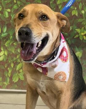 Shepherd and Mixed Breed Dogs Available for Adoption - Scooter | PetCurious