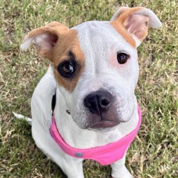 Twinkie -  American Bulldog Dog for Adoption in Oklahoma City, Oklahoma - Twinkie | PetCurious