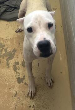 Poptart -  Pit Bull Terrier and Mixed Breed Dog for Adoption in West Memphis, Arkansas - Poptart | PetCurious