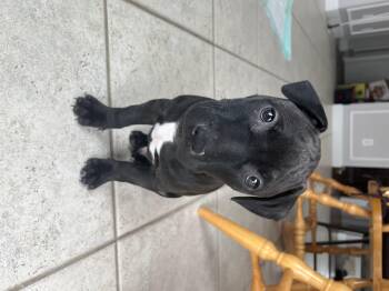 Pit Bull Terrier and American Staffordshire Terrier Dogs Available for Adoption - Edwin  | PetCurious