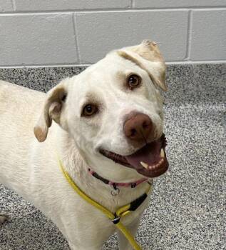 Buddy -  Great Pyrenees and Pit Bull Terrier Dog for Adoption in Golden, Colorado - Buddy | PetCurious