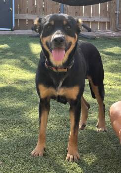 Rescue German Shepherd Dog Dogs for Adoption in Weatherford, Texas - Wiley | PetCurious